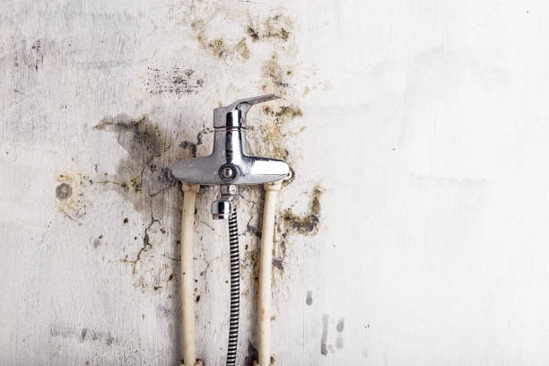 Best Home Mold Removal  in Plymouth, WI