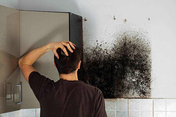 Professional Mold Removal in Plymouth, WI