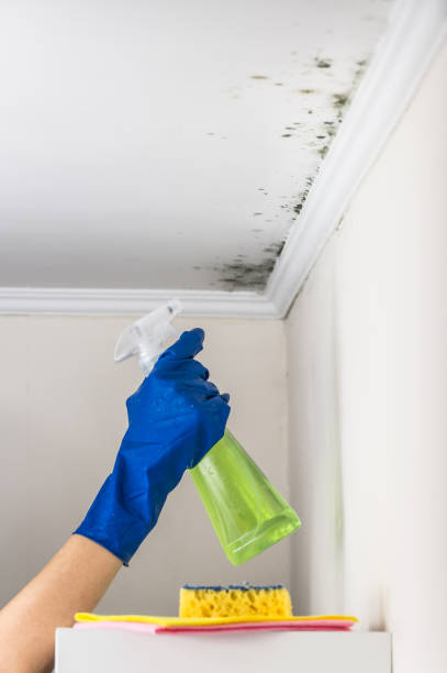 Best Mold Remediation  in Plymouth, WI