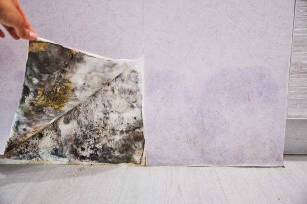 Best Residential Mold Removal  in Plymouth, WI